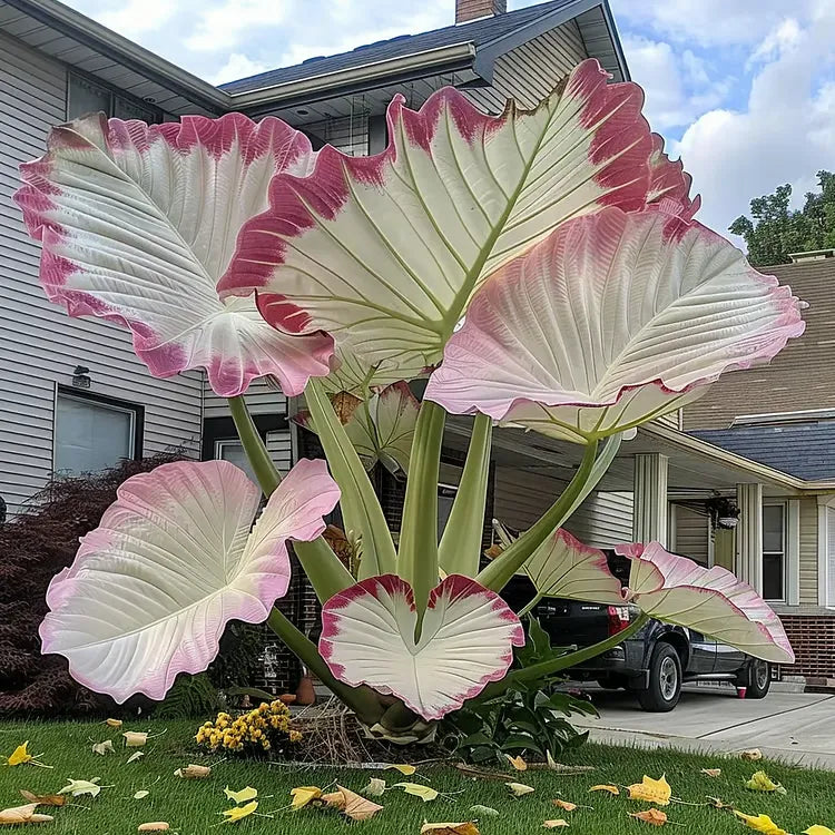 🌈 Giant Caladium Bulbs 🎊The color wizard that creates a dream garden 🌿✨