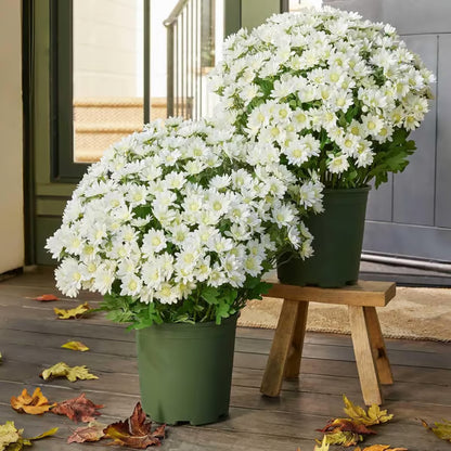UV Resistant Artificial Sunset Mums Flowers