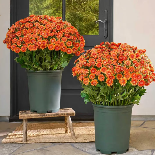 UV Resistant Artificial Sunset Mums Flowers