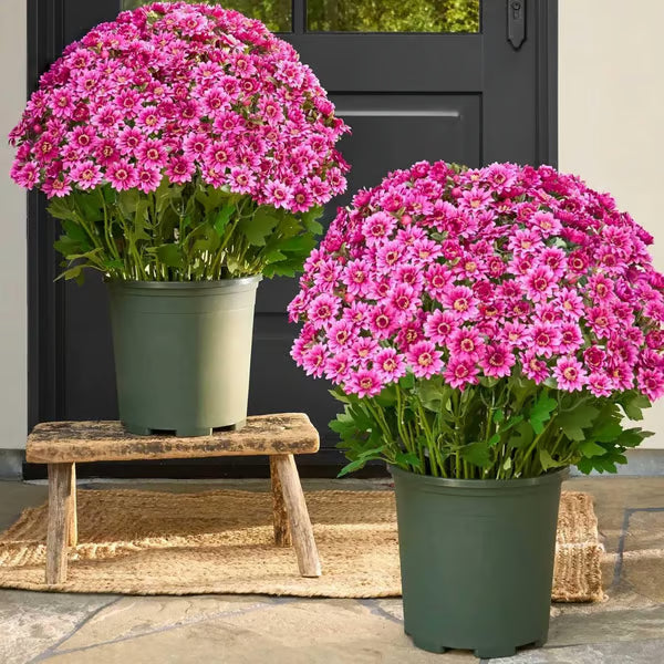UV Resistant Artificial Sunset Mums Flowers