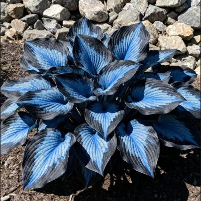 💥2025 Hot Sale 🌌Hosta Seeds Perennial Shade Plant for Garden