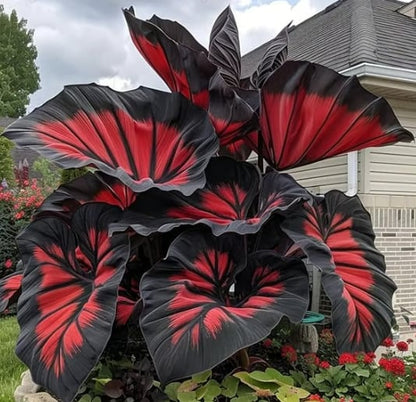 🌈 Giant Caladium Bulbs 🎊The color wizard that creates a dream garden 🌿✨