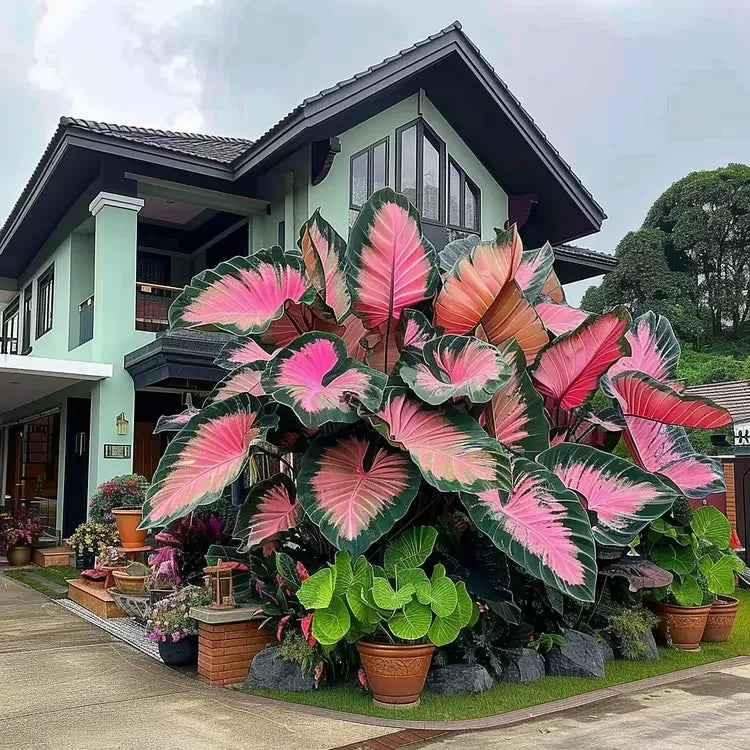 🌈 Giant Caladium Bulbs 🎊The color wizard that creates a dream garden 🌿✨